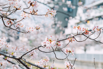 Cherry Blossom Branch in Spring Light
