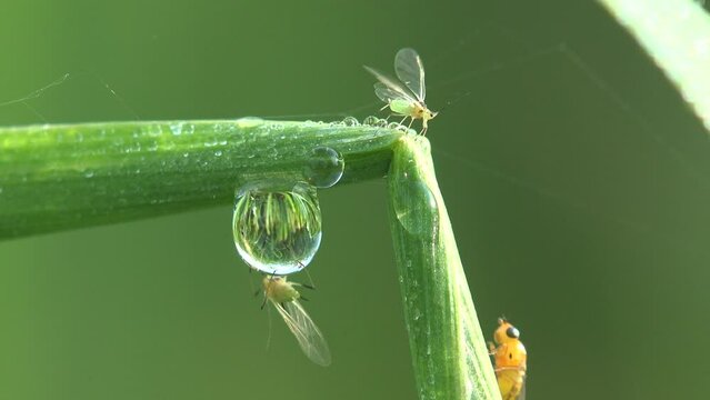 large drop of dew between bent grass with sitting winged aphids and yellow fly. Early morning in wild field with insects close-up view
