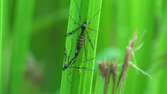 Tipulidae (crane flies) two mating on green leaf. Female is larger in size and has striped belly. Crane fly is member of family of insects in order Diptera, true flies. View macro in wild