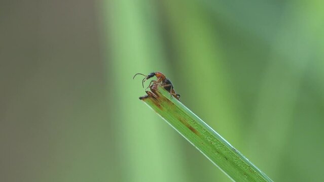 Paederus littoralis. Paederinae subfamily Staphylinidae, rove beetles as Tomcat runs along tip of grass stem staggering in summer wind. Macro view of insect in  wild meadow
