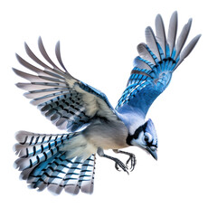 Blue jay flying isolated on transparent background