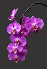 A blooming branch of a pink orchid on a gray background