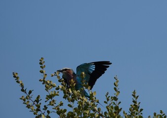 Lilac-breasted roller about to fly, wings spread