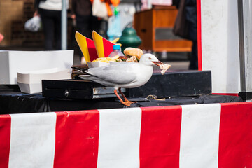 Seagull’s Urban Banquet: Fast Food Leftovers on the Street