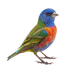 painted bunting bird on isolated transparent background