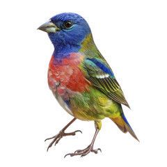 Fototapeta premium painted bunting bird on isolated transparent background