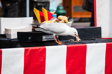 Seagull’s Urban Banquet: Fast Food Leftovers on the Street