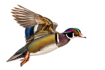 wood duck on isolated transparent background