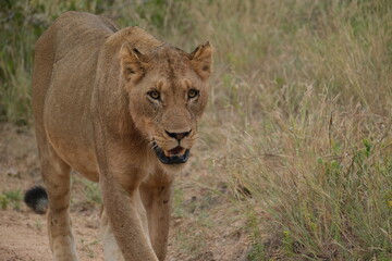 Lioness with hungry mouth looking for prey