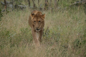 Young male lion walking in the grass mouth half open, looking down, front view