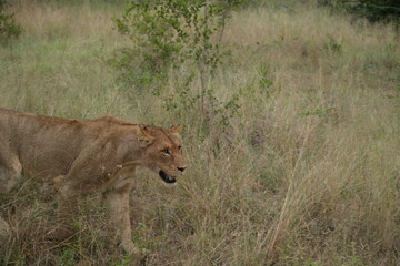 Lioness smiling, walking in the grass with tired eyes, small tree in the back