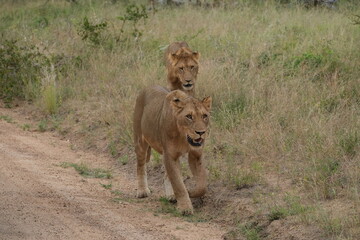 Lioness leading young male lion on hunt, walking on dirt road and grass