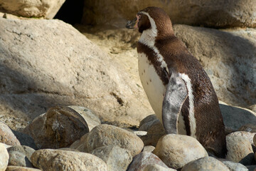Humboldt penguin perches majestically on a rock, with a stone bottom.