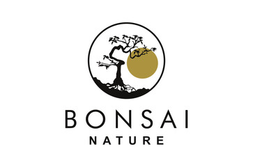 Branched and old bonsai plants, with the sun in the background.