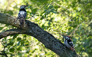 Dzięcioły średnie Puszcza Białowieska. Middle woodpeckers Białowieza Forest