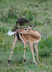 Impala scratching its own tail with its mouth