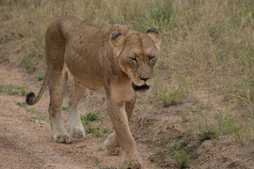 Tired lion walking on a dirt road with grass behind her, looking down, full frame