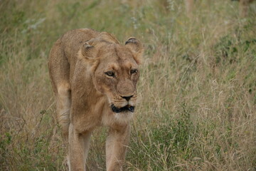 Tired lion walking in the grass