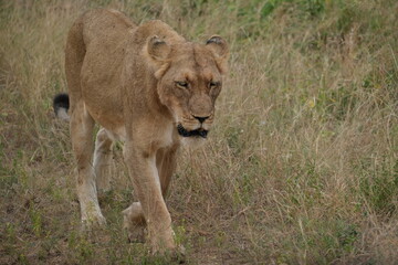Tired lion walking on a dirt road with grass behind her, looking down