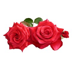 Beautiful 2 red roses with leafs isolated on white background