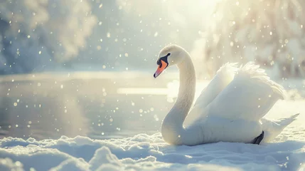 Poster Graceful white swan on snow winter background © Soomro