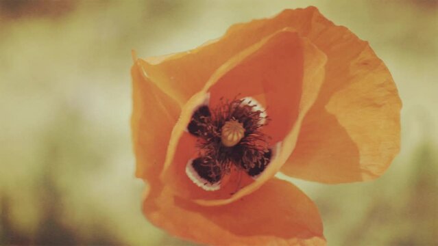 Amapola primer plano, viento, lento