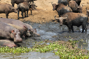 Hippoes and african buffaloes