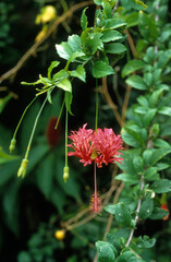 Hibiscus schizopetalus , Lanterne japonaise, Hibiscus