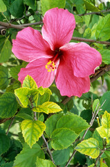 Hibiscus syriacus 'Pink Giant' , Hibiscus