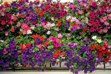 Balcon fleuri, Pétunia, Géranium