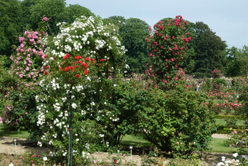 Fototapeta na wymiar Roseraie, L'Hay les Roses, Val de Marne, 94, France
