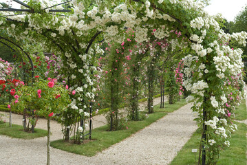 Rose 'Bobbie James', Roseraie, L'Hay les Roses, Val de Marne, 94, France