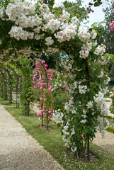 Rose 'Bobbie James', Roseraie, L'Hay les Roses, Val de Marne, 94, France