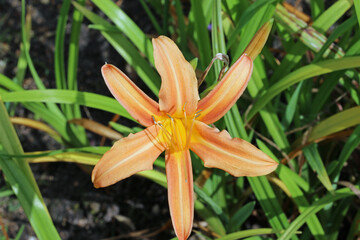 Orange daylily flower in close up