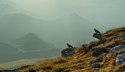 Russia, the Elbrus region. Wild pigeons on the edge of the cliff of the Bolshoy Bermamyt plateau in...