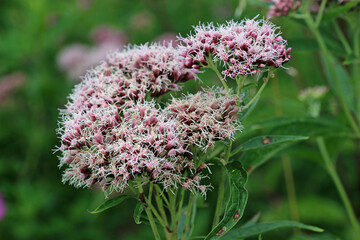 Pink hemp agrimony flowers in close up