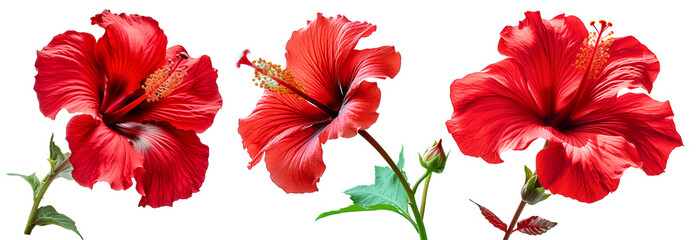 Set of three bright hibiscus flowers isolated on a transparent background.