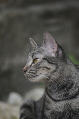 cute tabby cat