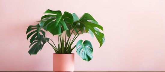 A houseplant in a flowerpot sits on a table against a pink wall, adding a touch of nature to the rooms decor