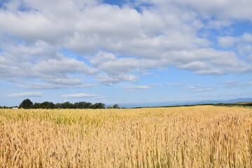 A wheat field under a blue sky, Québec, Canada