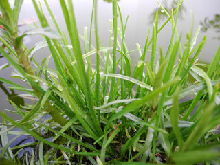 Erba acquatica