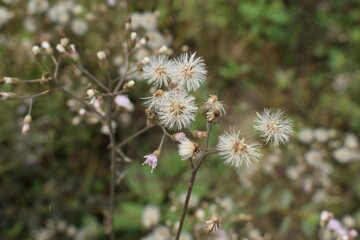 pictures of village nature