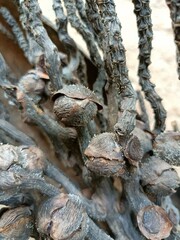 Drought. The dry branch of the oil palm is similar to the skeleton of a fish.