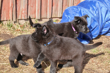 Beautiful gray and black German Shepherd puppies playing in their compound on a sunny spring day in Skaraborg Sweden