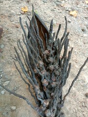 Drought. The dry branch of the oil palm is similar to the skeleton of a fish.