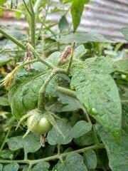 vegetables in the garden