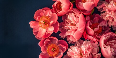 Lush red and pink peonies against a dramatic dark backdrop. Vibrant peony flowers with prominent petals for high-contrast floral photography.