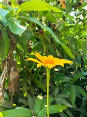 Close up photo of Tithonia diversifolia or Mexican sunflower or kembang bulan, the petals are yellow and the flower core is orange with meadow background.