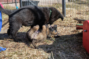 Beautiful gray and black German Shepherd puppies playing in their compound on a sunny spring day in Skaraborg Sweden