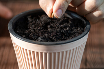 Planting apple tree seeds in a pot with soil